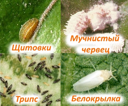 Паразиты на комнатных растениях: виды и проявления