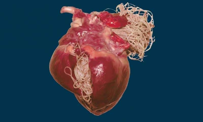 Паразиты в сердце
