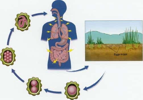 peredacha-askarizoda