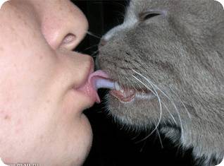 Внутренние и внешние паразиты у кошек – признаки и лечение