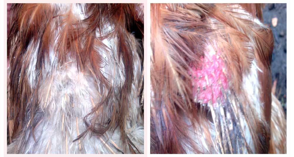 Кожные паразиты у голубей: симптомы, последствия, методы борьбы