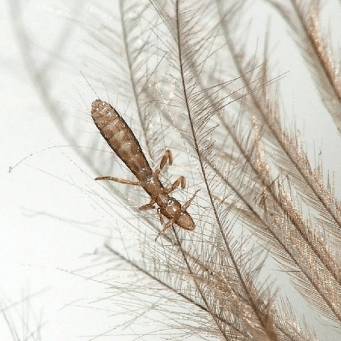 Кожные паразиты у голубей: симптомы, последствия, методы борьбы