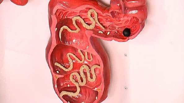 pochemu-glisty-vihodyat-nochyu