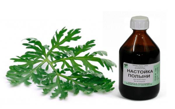 Как действует полынь от паразитов?