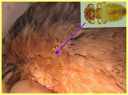 Паразиты у кур: избавляемся от патологии