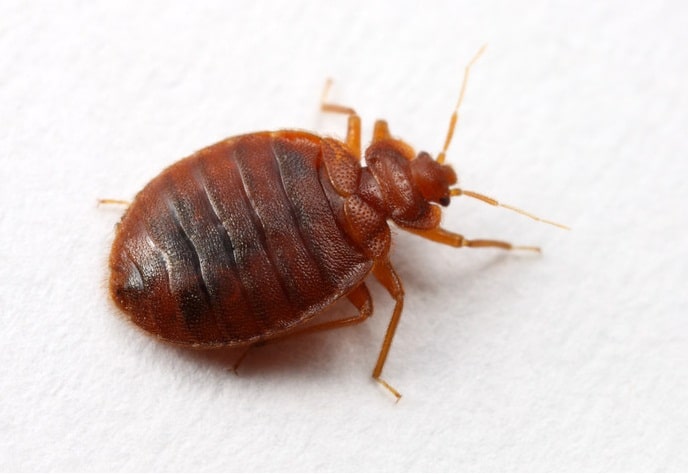 Где живут и какие бывают постельные паразиты?