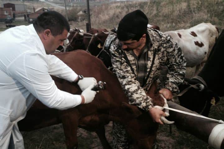 Передача эхинококкоза животных человеку