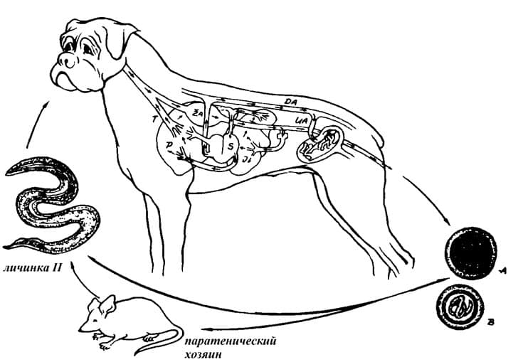 Цикл заражения у животных