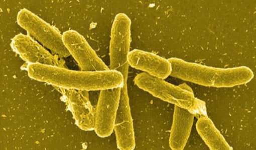 Виды паразитов в воде и их опасность для человека