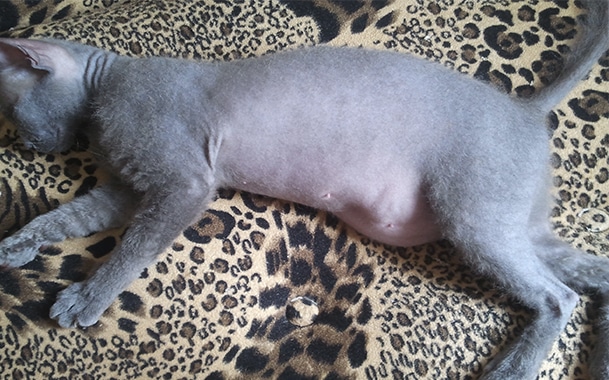 simptomy-askaridoza-u-koshek