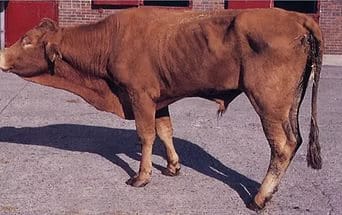 Передача эхинококкоза животных человеку