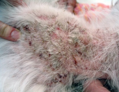 Как протекает саркоптоз у собак?