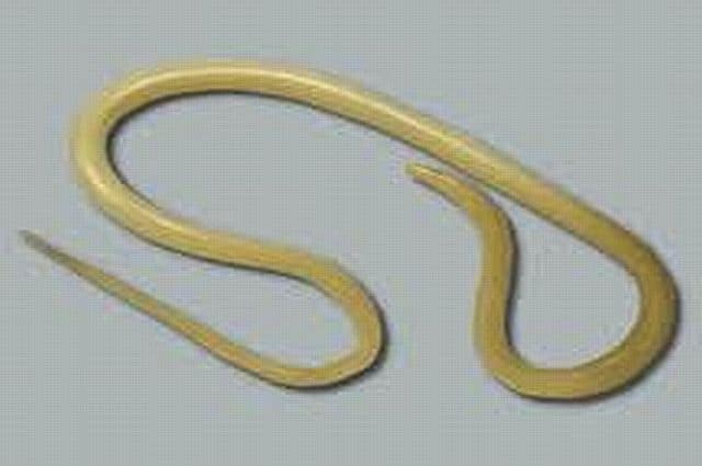 skolko-zhivut-glisty