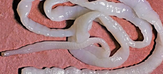 Какие встречаются паразиты в желудке у человека