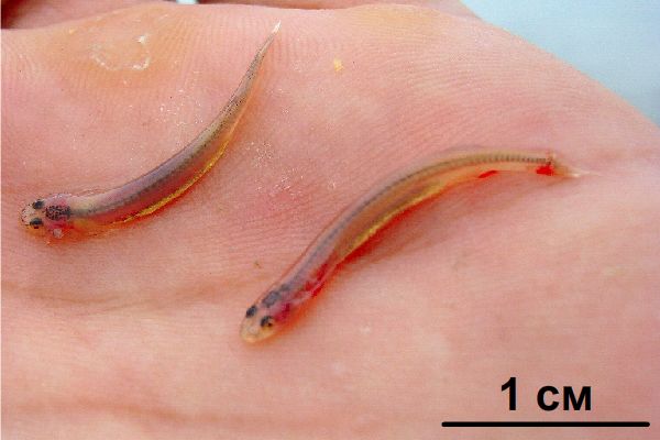 Где обитает сомик кандиру?