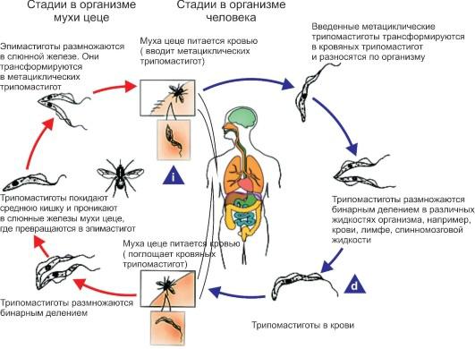 Почему возникает и как развивается сонная болезнь?