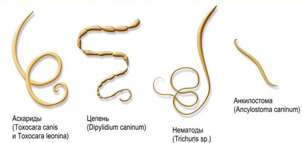 tipi-parazitov