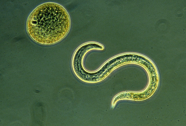 Паразит в организме