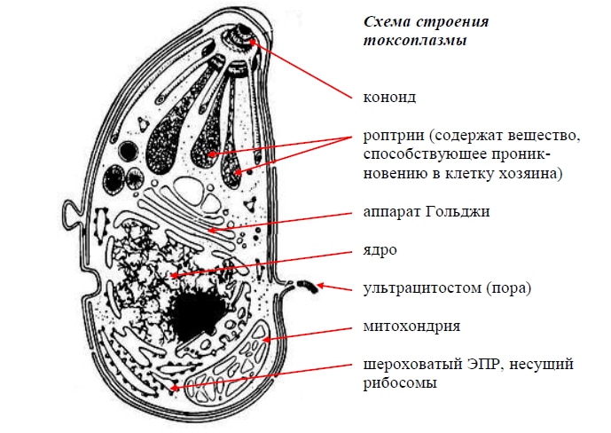 Виды и проявление простейших паразитов