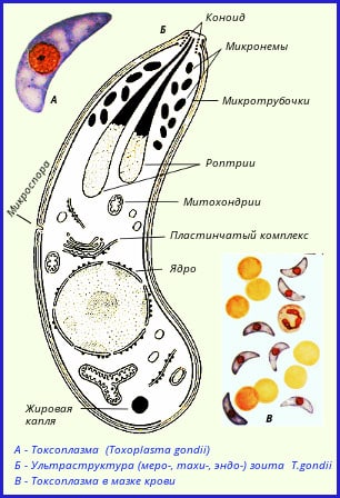 Возбудитель