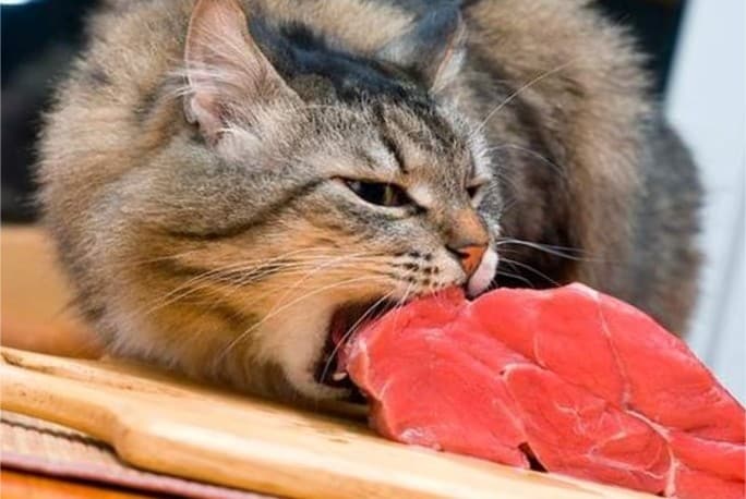 toksoplazmoz-prichiny