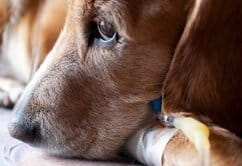 toksoplazmoz-u-sobak