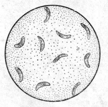 Паразит под микроскопом