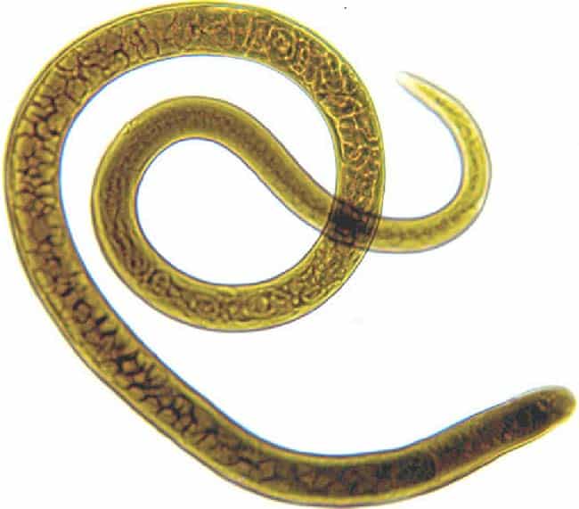 Трихинеллез у животных: как бороться с возбудителем