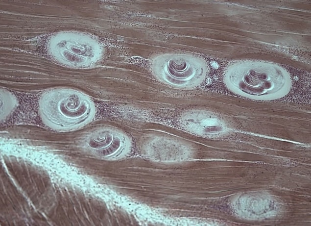 Как осуществляется проверка мяса на трихинеллез?