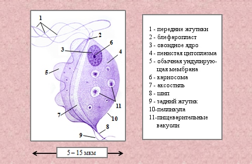 Как развивается и проявляется кишечный трихомониаз