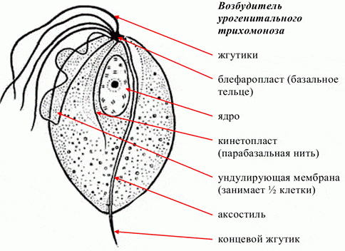 Виды и проявление простейших паразитов