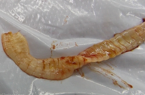 Самые опасные паразиты для человека