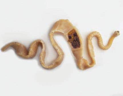 Свиной цепень