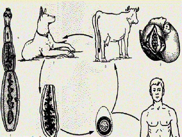 Передача эхинококкоза животных человеку