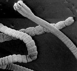 Цестодоз – проявления у животных и человека, какие препараты применять?