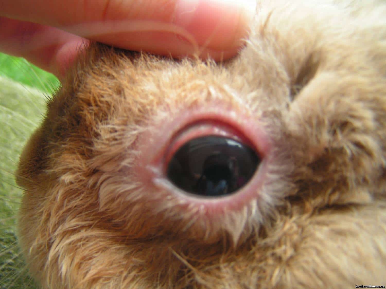 Симптоматика