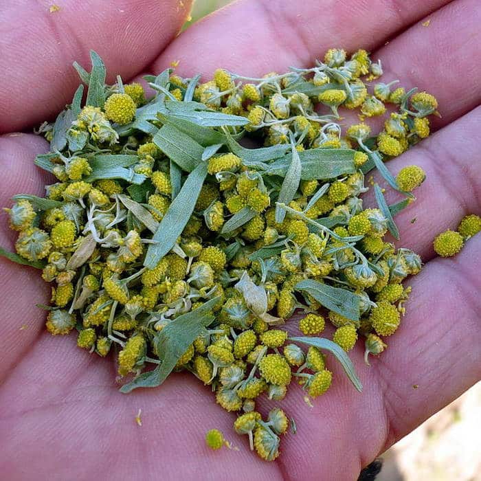 Как применять цитварное семя от паразитов?