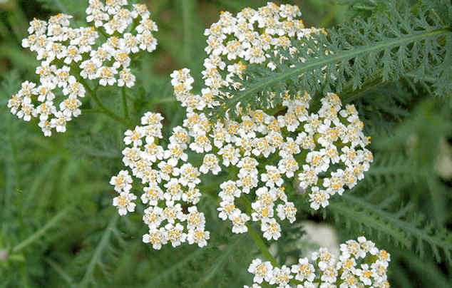 Какие используются травы от глистов и паразитов?