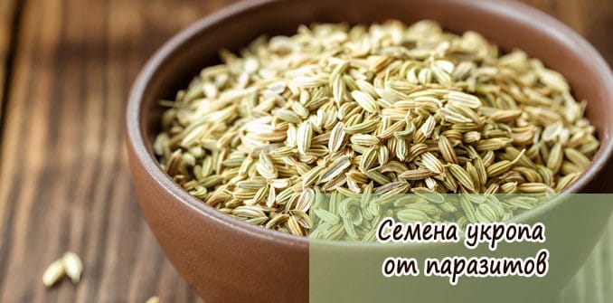Как применять укропное семя от паразитов?