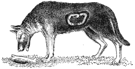 veroyatnost-zarazheniya-ot-sobaki