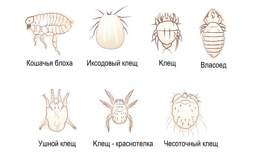 Внутренние и внешние паразиты у кошек – признаки и лечение