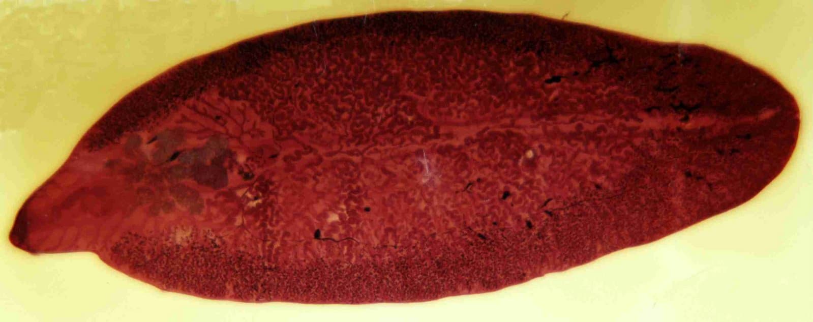 Как развивается и почему возникает фасциолез животных?