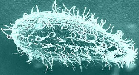 Балантидиаз: возбудитель, симптомы и лечение