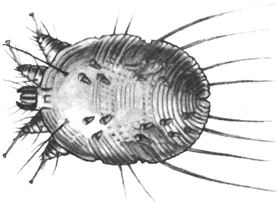 Как распознать саркоптоз у свиней?