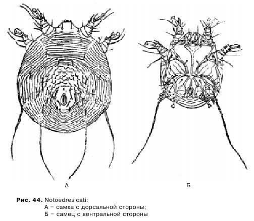 Как протекает саркоптоз у собак?