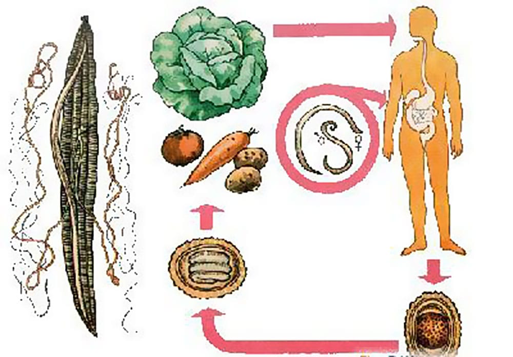 zarazhenie-cherez-edu