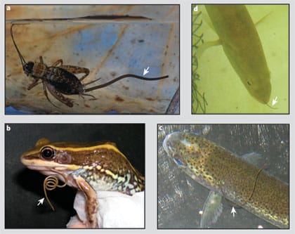 Конский волос – паразит соленых и пресных водоемов