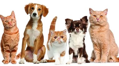 Caniverm: инструкция по применению от глистов у животных