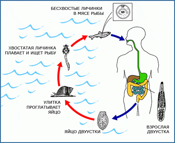 zhiznennyj-tsikl-dvuustki