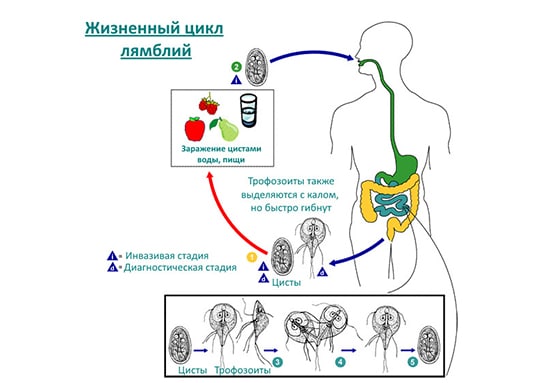 Пути заражения